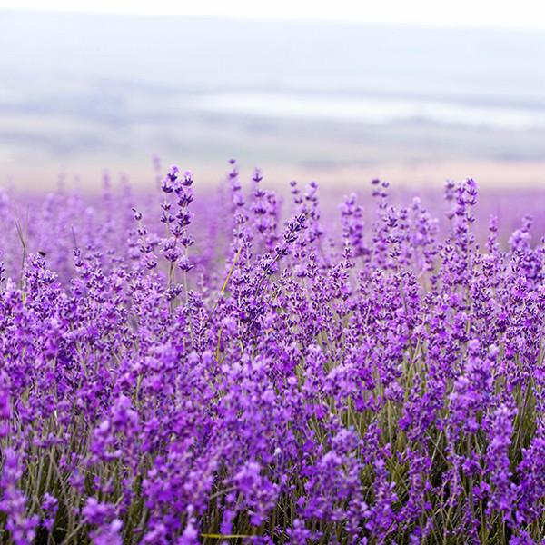 Lavender Soap Bar