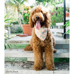 Cactus Garden Dog Bandana