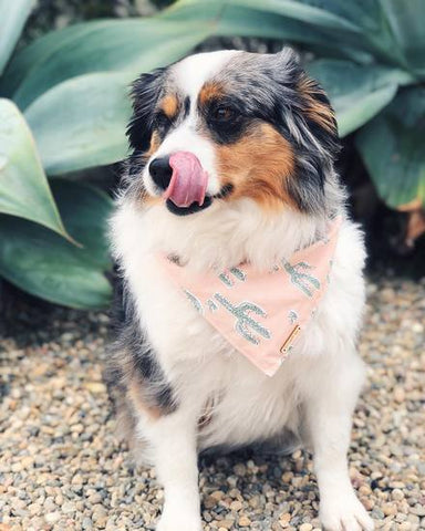 Cactus Garden Dog Bandana