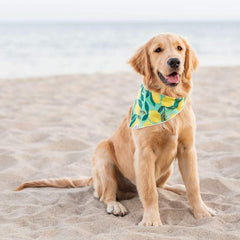 Lemon Zest Dog Bandana
