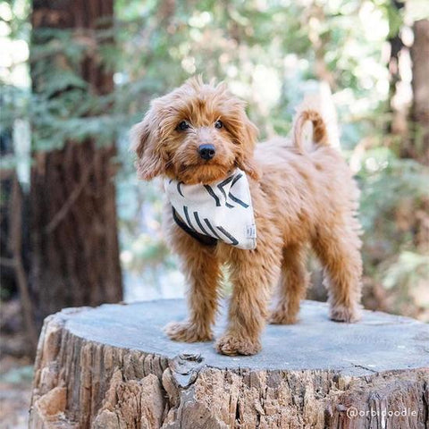 Modern Mud Cloth Natural Dog Bandana