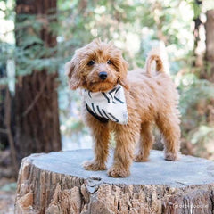 Modern Mud Cloth Natural Dog Bandana